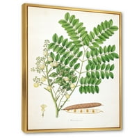 Antik Botanicals VII Çerçeveli Resim Tuval Sanat Baskı