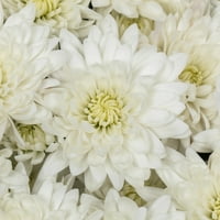 Daha iyi Evler ve Bahçeler Sezonun Kokuları 1G Beyaz Anne Canlı Bitki Dekoratif Saksı Vanilya Karamel ve Baharat