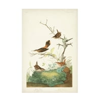 John James Audubon 'Kış Çalıkuşu' Tuval Sanatı