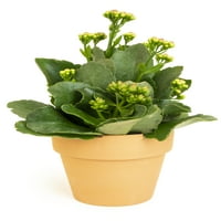 Altman Bitkiler 3.5 Çiçekli Kalanchoe Kil Saksı ile Canlı Bitki