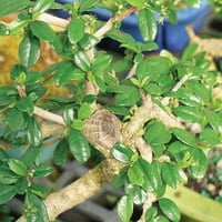 Brüksel'in Fukien Çayı Bonsai - Büyük -