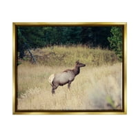 Aptal Vahşi Elk Doğa Korusu Fotoğraf Hayvanlar ve Böcekler Fotoğraf Altın Şamandıra Çerçeveli sanat Baskı Duvar Sanatı