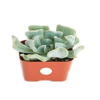 Ana Sayfa Botanikler Echeveria Runyonii 'Topsy Turvy' 2İN Bitki Seti