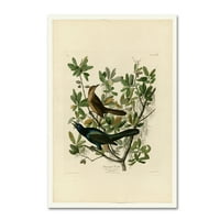 Marka Güzel Sanatlar 'Boattailed Grackleplate 187' Audubon'dan Tuval Sanatı