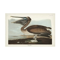 John James Audubon 'Kahverengi Pelikan' Tuval Sanatı