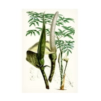 Curtis 'Tropikal Bitkiler IV' Tuval Sanatı