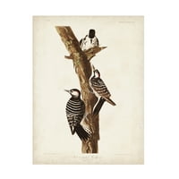 John James Audubon 'Kırmızı Horozlu Ağaçkakan' Tuval Sanatı