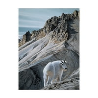 Marka Güzel Sanatlar 'Surlar Dağ Keçileri' Ron Parker'ın Tuval Sanatı